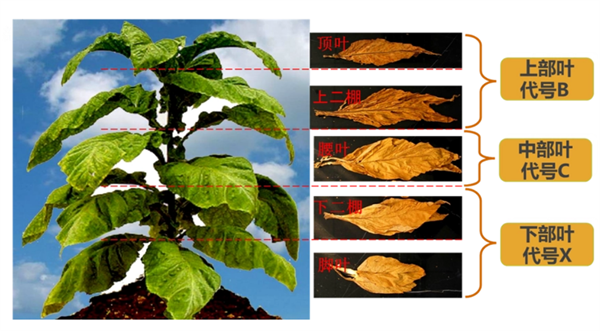 煙葉怎么分級？煙葉分級原理和方法