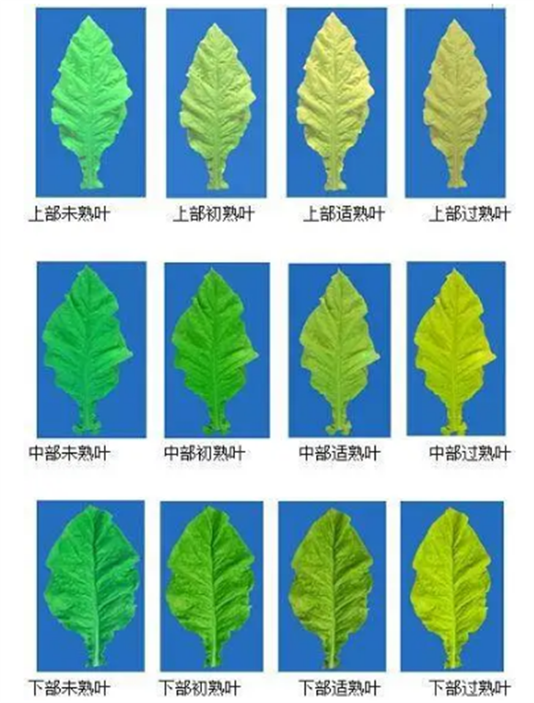 煙葉怎么分級？煙葉分級原理和方法2